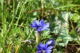 Gentiana dshimilensis. Цветущее растение. Чечня, Шаройский р-н, Снеговой хр., 1 км от пер. Цумандинский, выс. 2500 — 2600 м н.у.м., луг. 25 июня 2024 г.