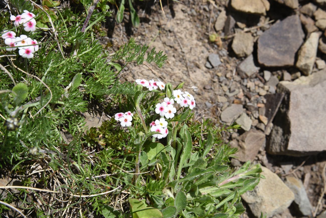 Image of Androsace barbulata specimen.