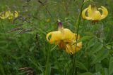 Lilium monadelphum