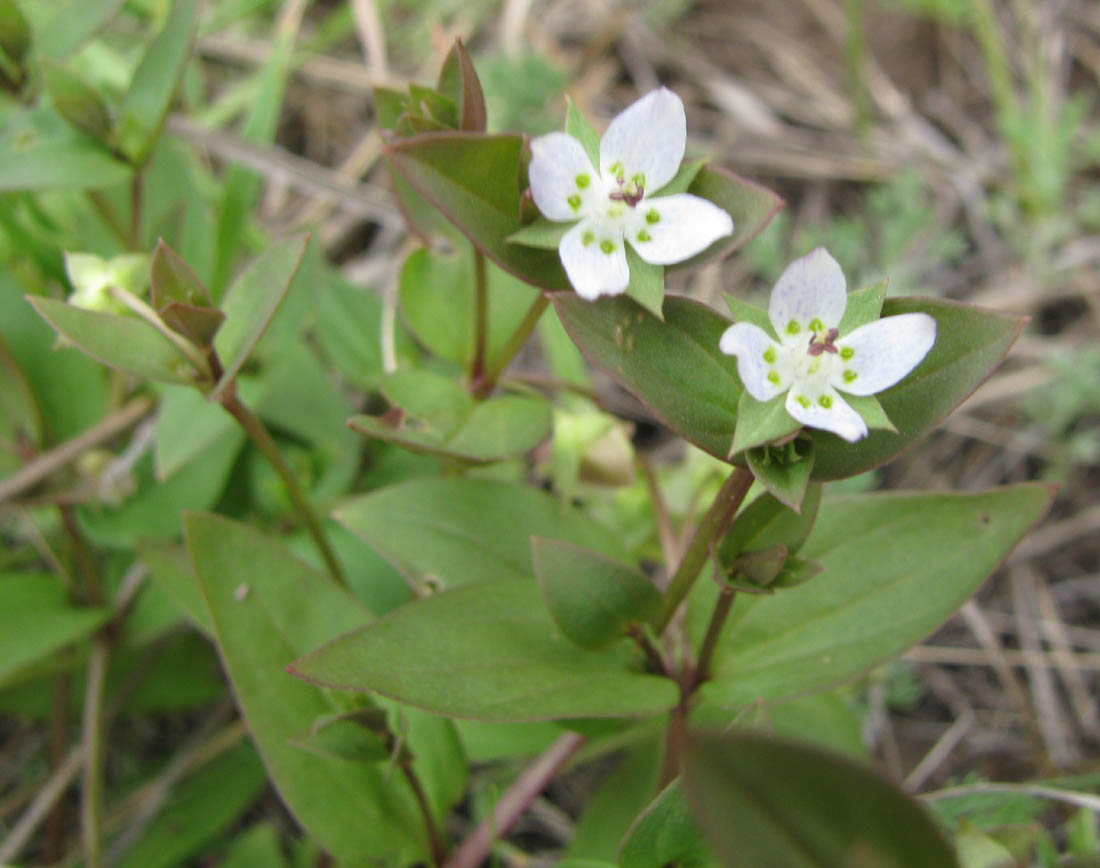 Изображение особи Anagallidium dichotomum.