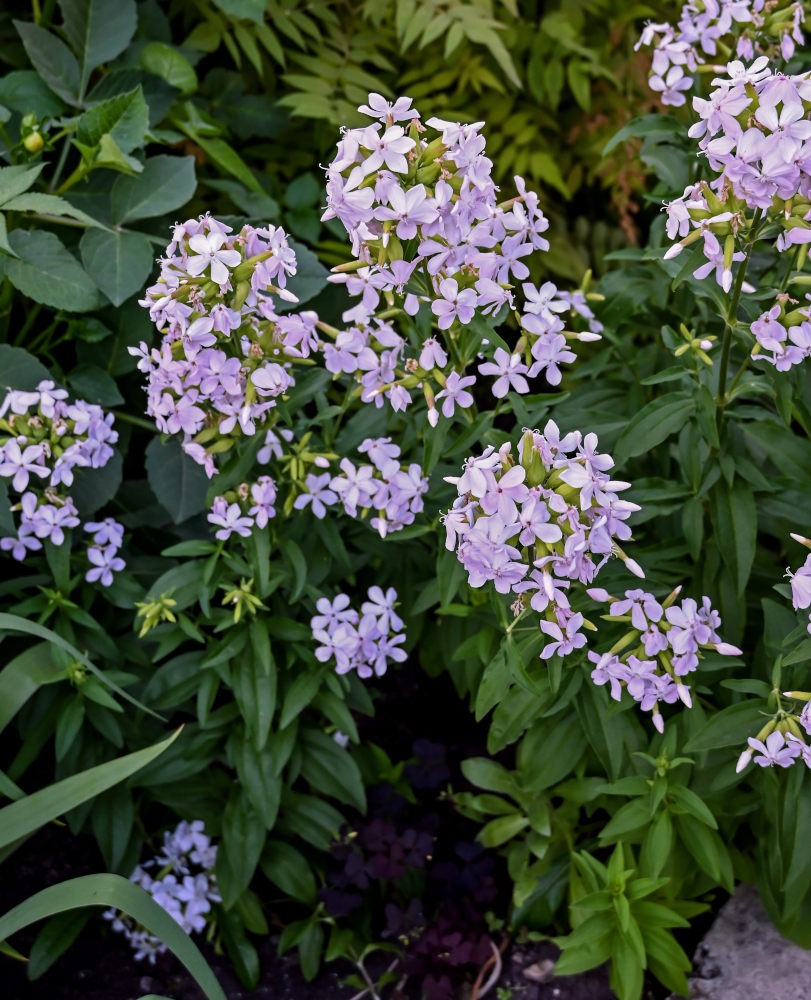 Image of Saponaria officinalis specimen.