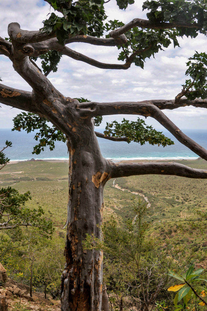 Image of Sterculia africana specimen.