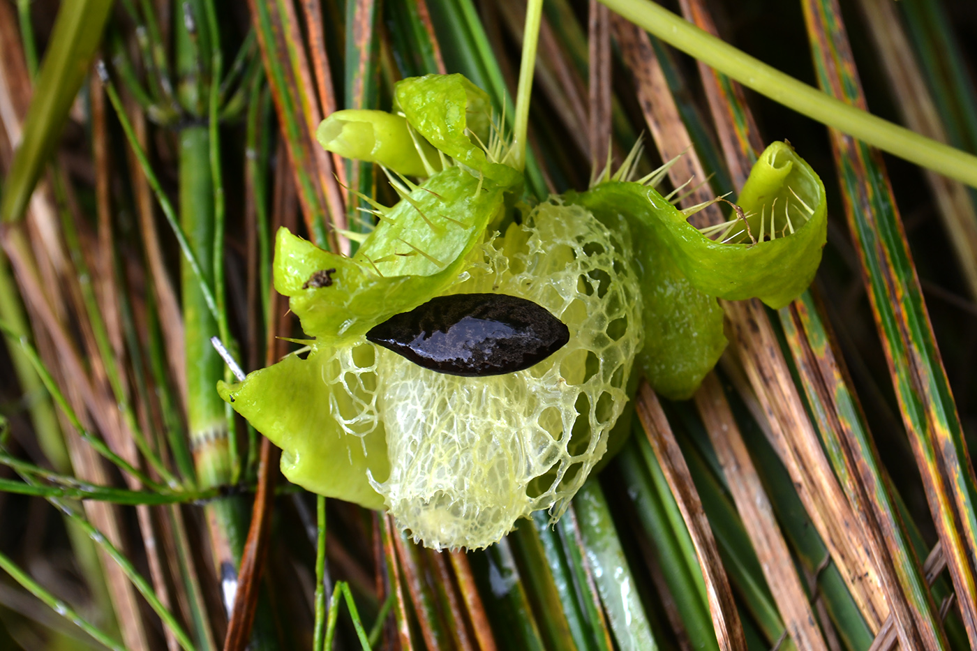 Изображение особи Echinocystis lobata.