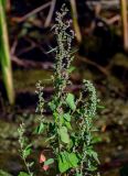 Chenopodium album