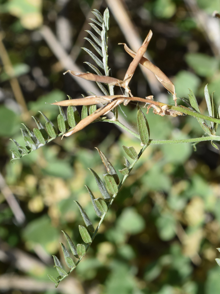 Изображение особи род Vicia.