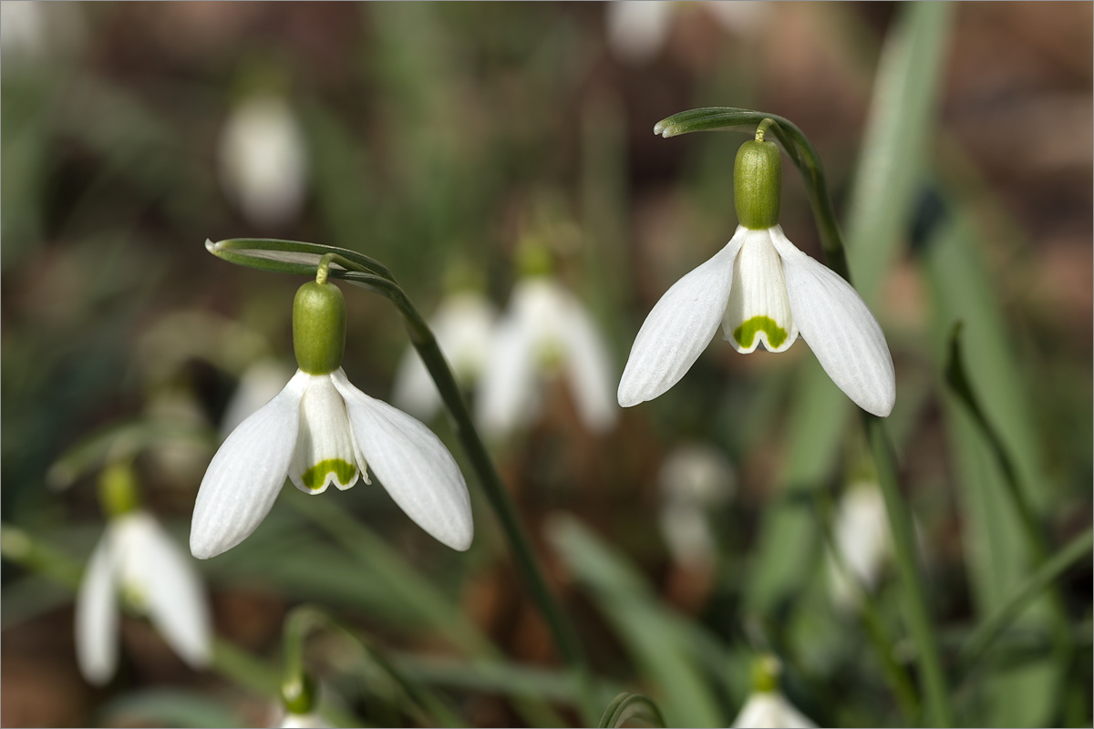 Image of Galanthus nivalis specimen.