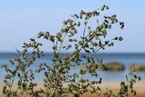 Chenopodium striatiforme. Верхушки плодоносящих веточек. Ленинградская обл., Кингисеппский р-н, окр. дер. Урмизно, берег Финского залива, песчаный пляж, зона заплеска. 08.09.2024.