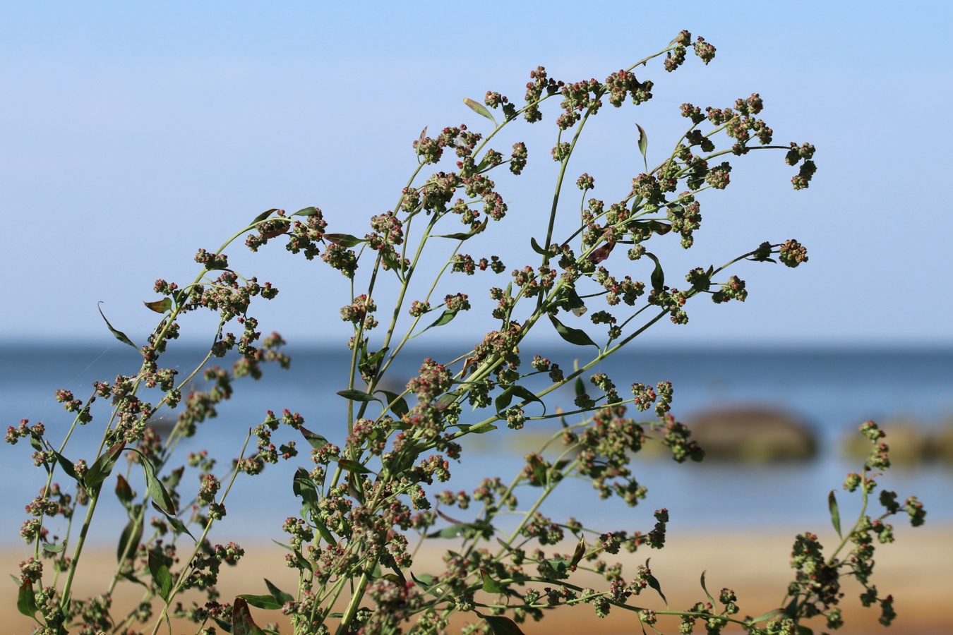 Image of Chenopodium striatiforme specimen.