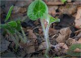 Asarum europaeum