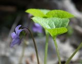 View full-size image Viola epipsila