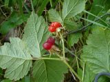 Rubus saxatilis