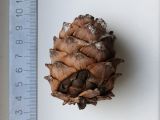 View full-size image Pinus sibirica