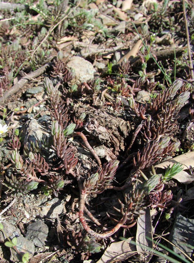 Image of Sedum reflexum specimen.