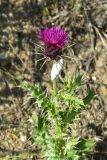 View full-size image Carduus onopordioides