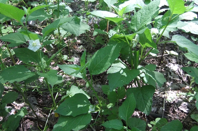 Image of Alkekengi officinarum specimen.