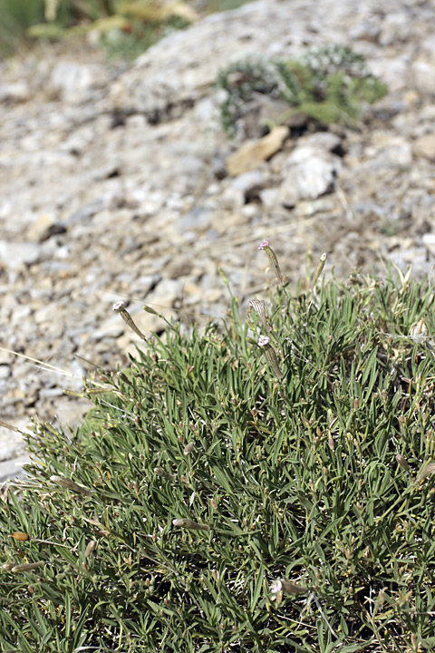 Image of Silene guntensis specimen.