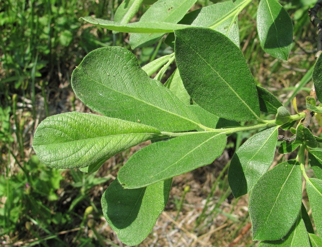 Image of Salix cinerea specimen.