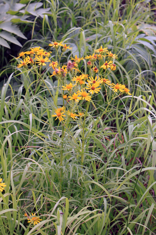 Image of Senecio erucifolius specimen.