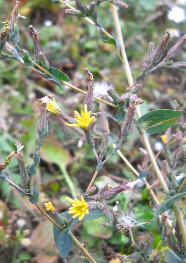 Image of Lactuca serriola specimen.