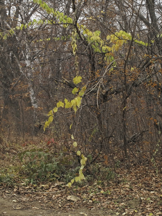 Image of Celastrus orbiculata specimen.