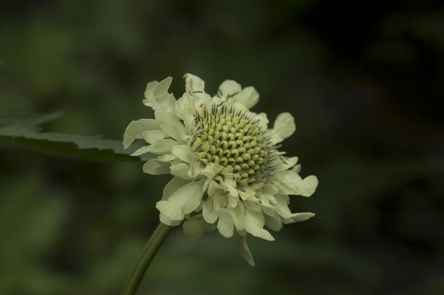 Image of Cephalaria gigantea specimen.