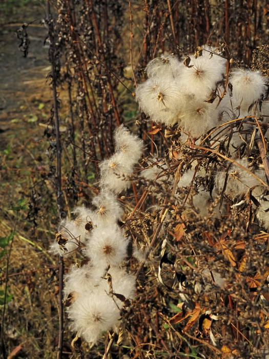 Image of Clematis serratifolia specimen.