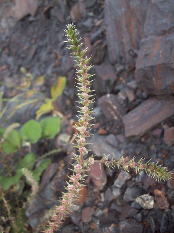 Изображение особи Salsola tragus.