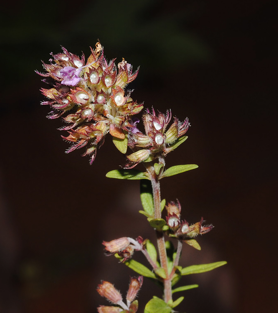 Изображение особи Thymus rasitatus.