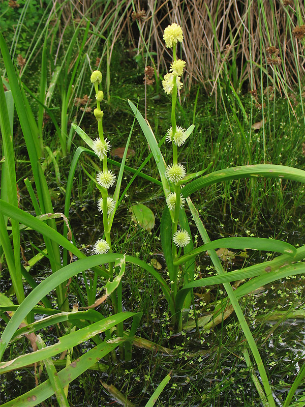 Image of Sparganium emersum specimen.