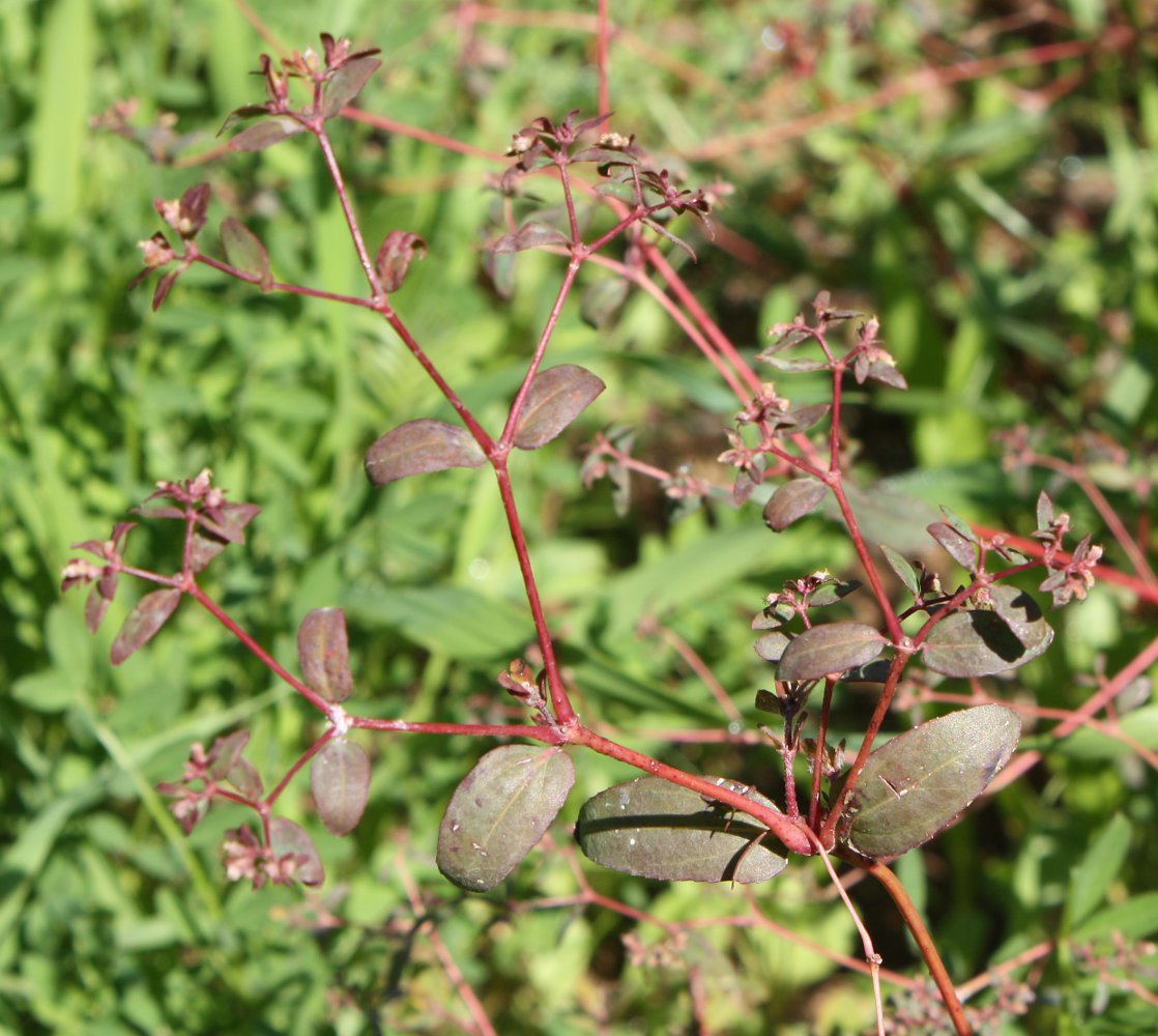 Image of Euphorbia lasiocarpa specimen.