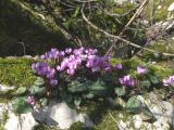 Cyclamen coum