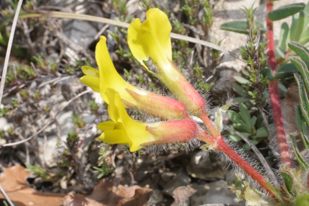 Изображение особи Astragalus utriger.