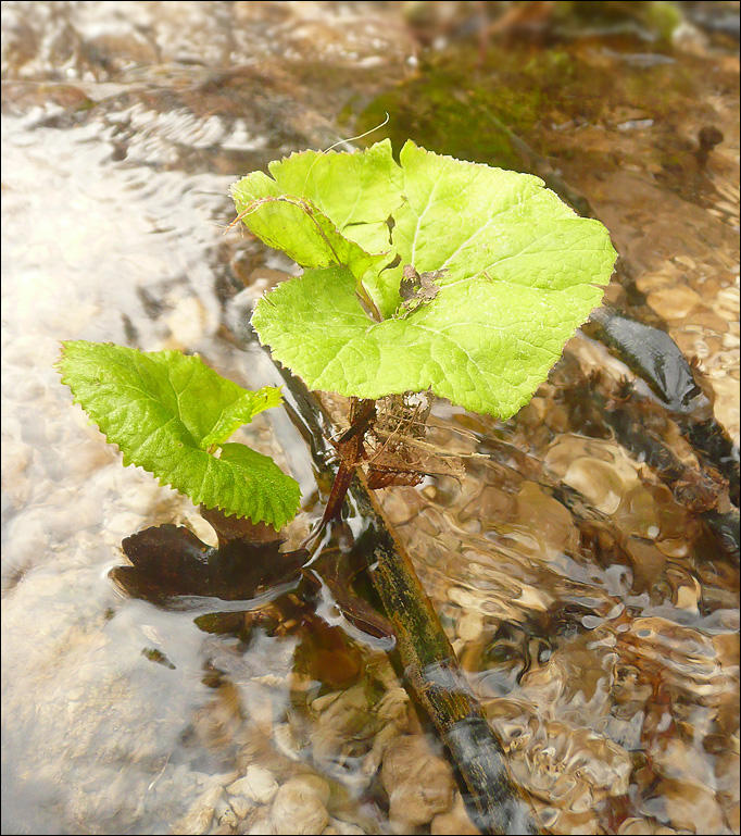 Изображение особи Petasites hybridus.