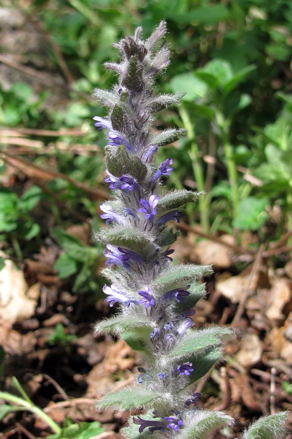 Image of Ajuga orientalis specimen.