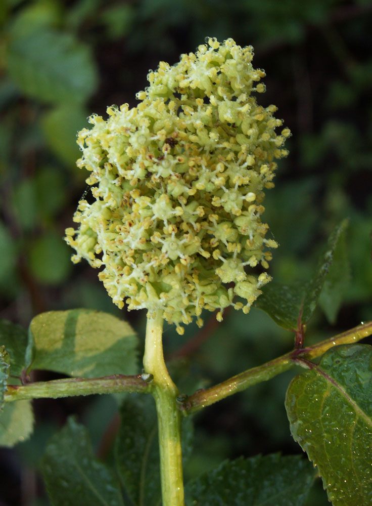 Image of Sambucus racemosa specimen.