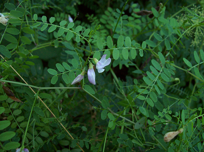 Image of Vicia sylvatica specimen.