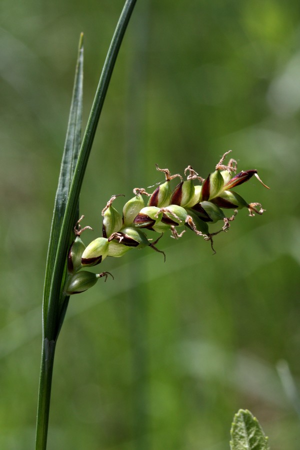 Изображение особи Carex panicea.