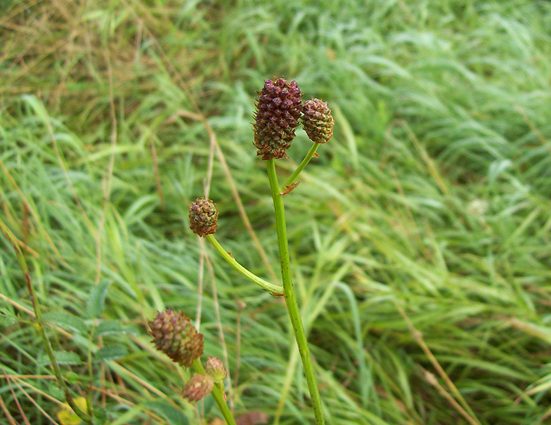 Изображение особи Sanguisorba officinalis.