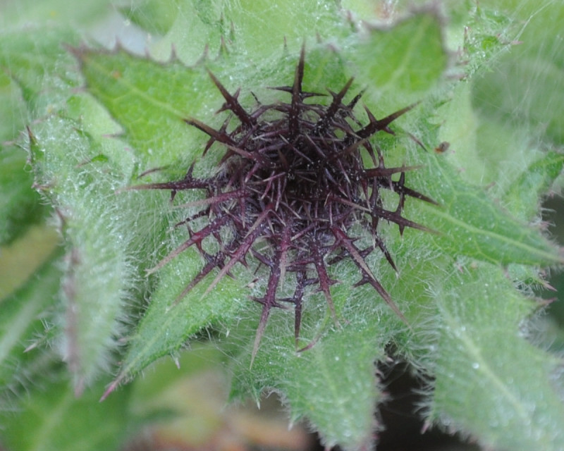 Image of Centaurea benedicta specimen.