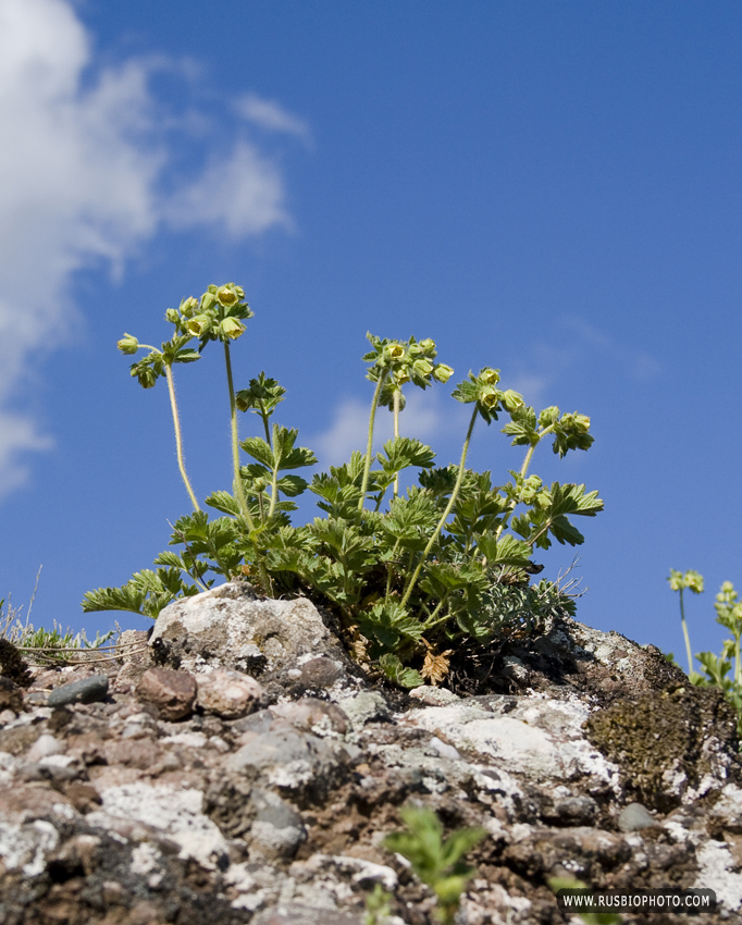 Image of Potentilla geoides specimen.