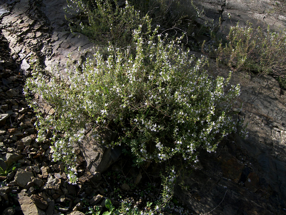 Image of Satureja confinis specimen.