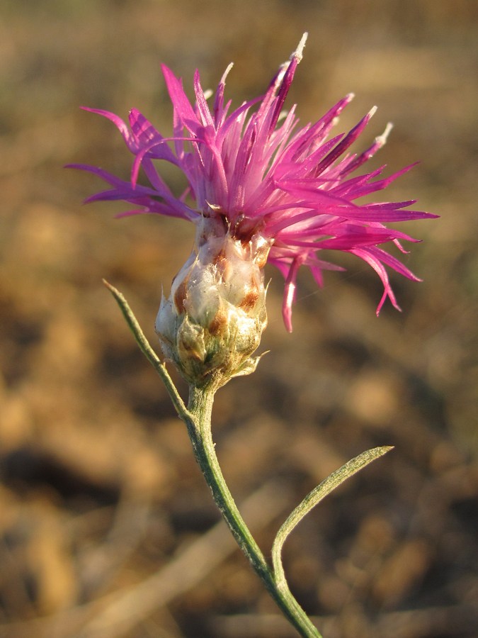 Изображение особи Centaurea sterilis.