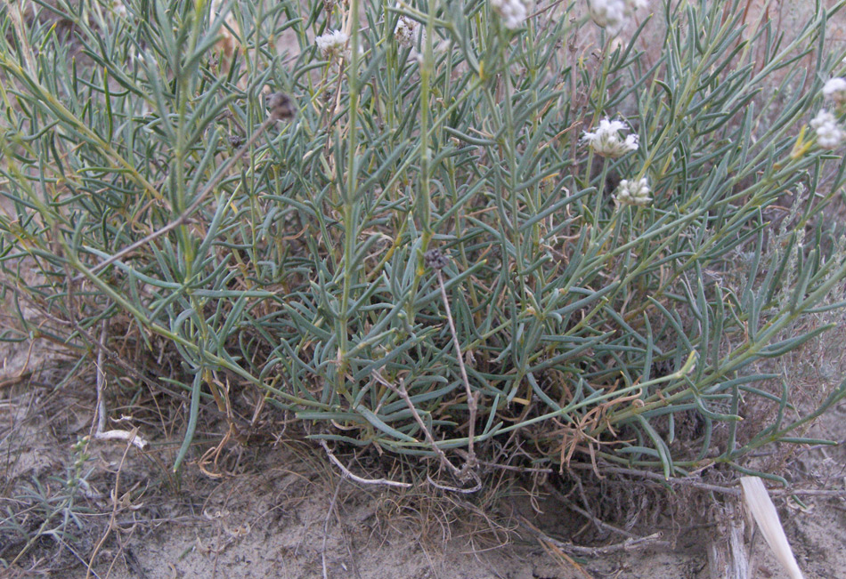 Image of Gypsophila capitata specimen.