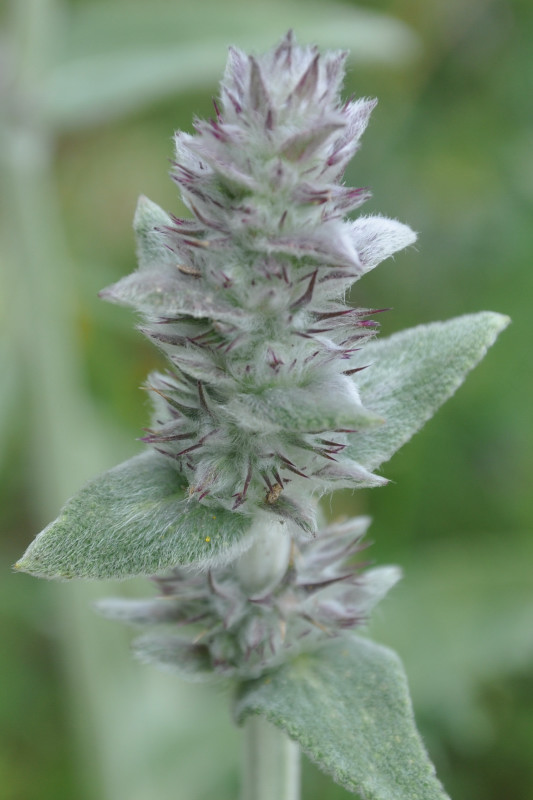 Изображение особи род Stachys.