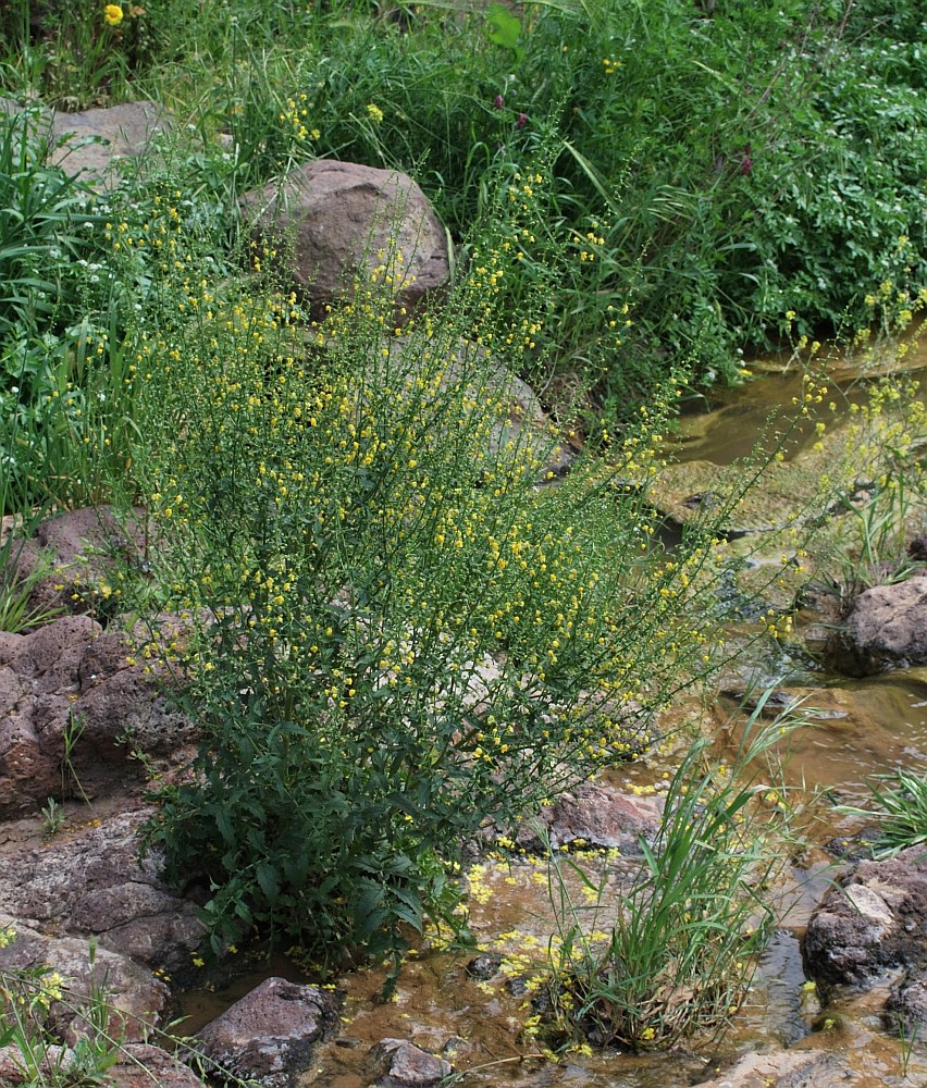 Image of Verbascum agrimoniifolium specimen.