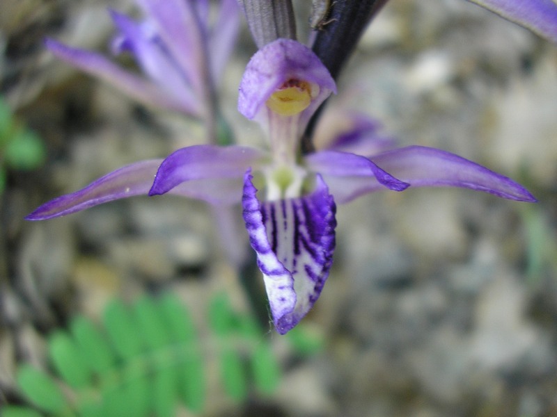 Image of Limodorum abortivum specimen.