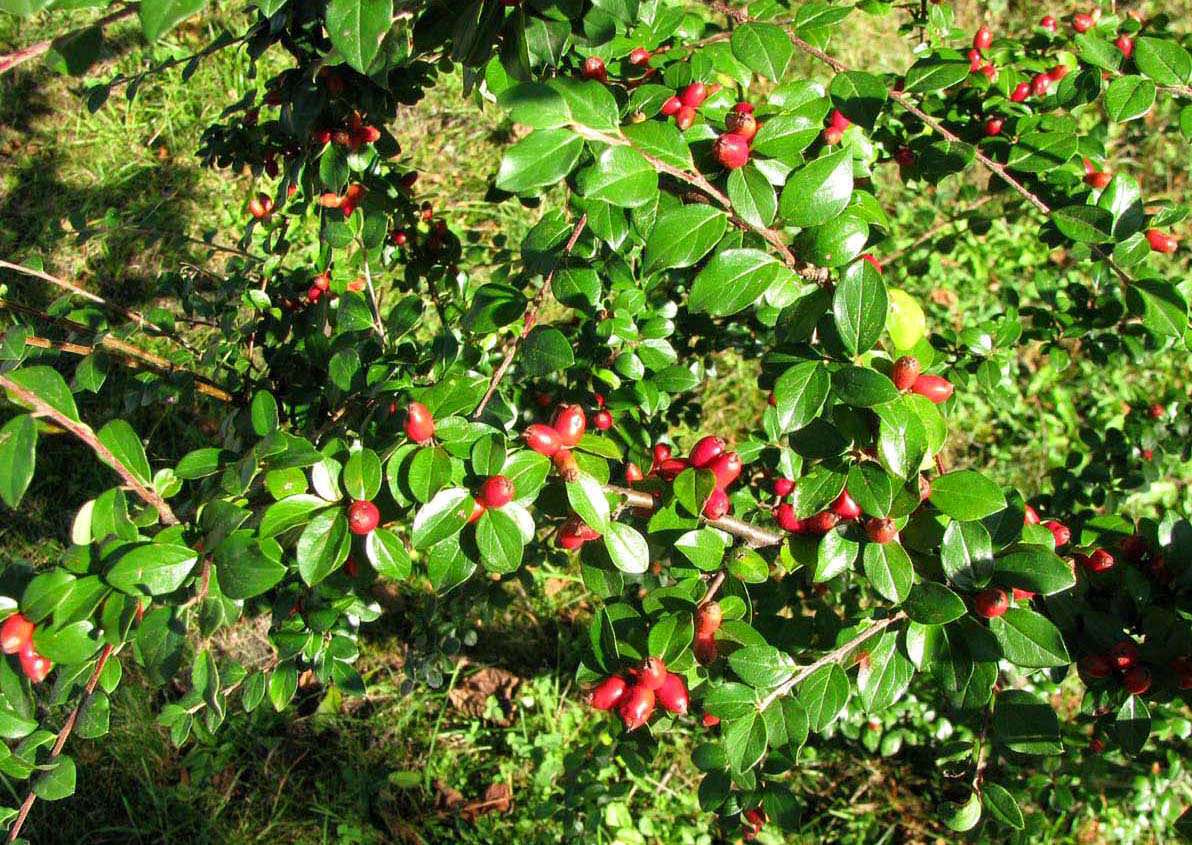 Image of Cotoneaster divaricatus specimen.