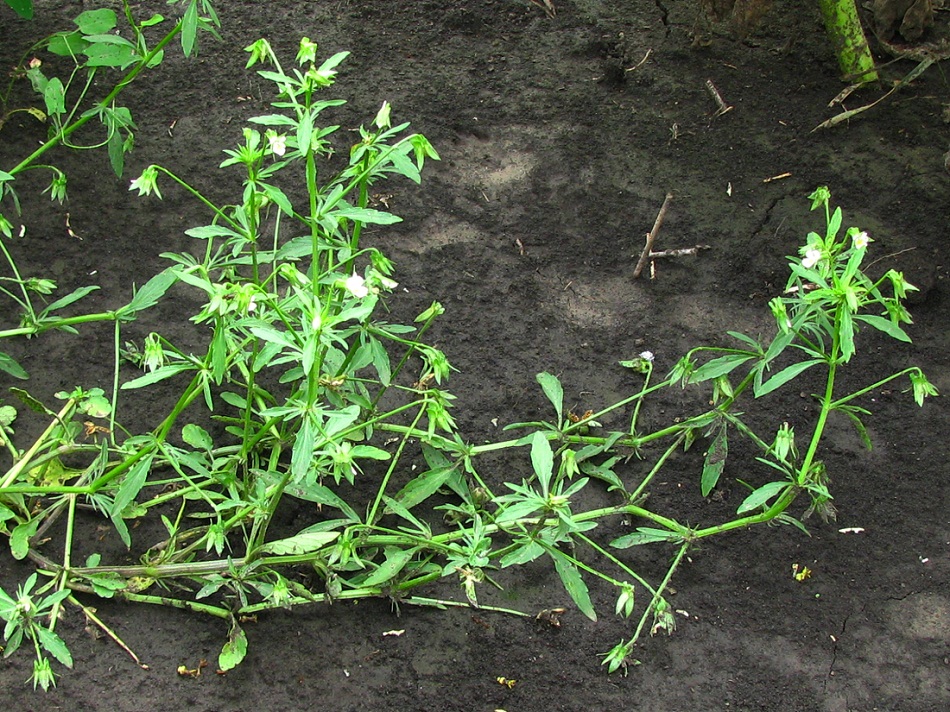 Image of Viola arvensis specimen.