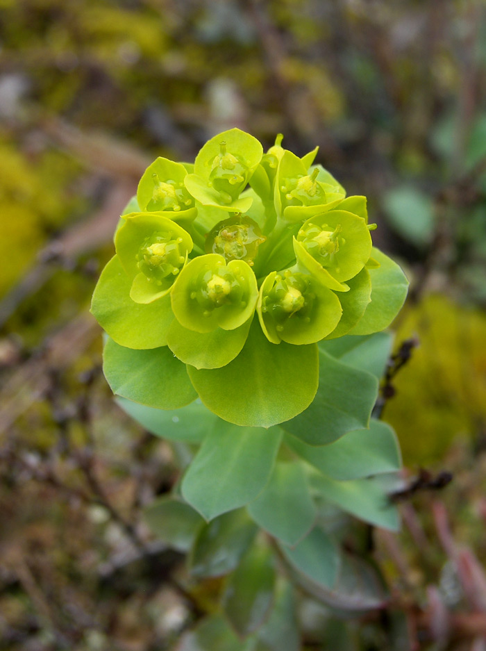 Изображение особи Euphorbia myrsinites.