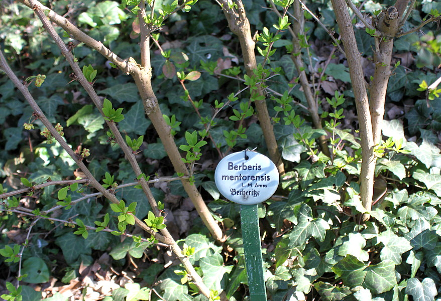 Image of Berberis &times; mentorensis specimen.